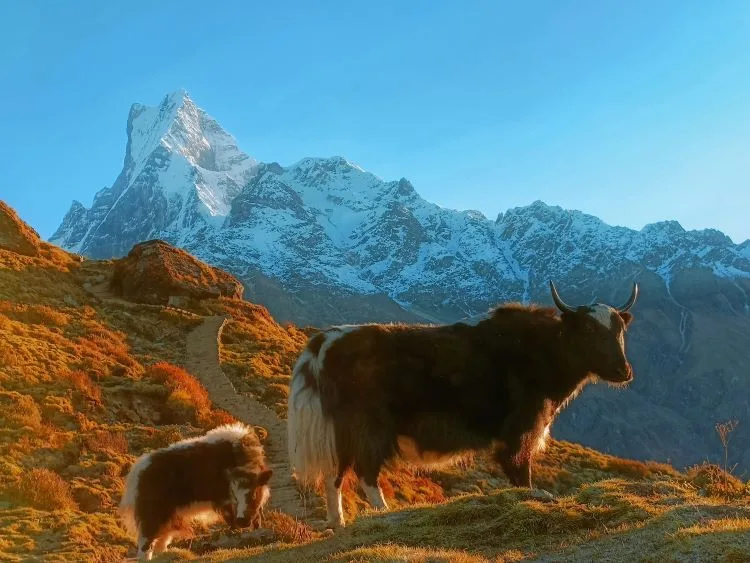Mardi Himal trek 4 days from Pokhara